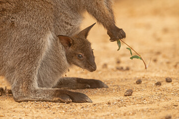 The baby kangaroo is looking out of its mother's pouch.