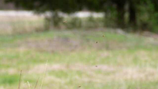 honey bees fly to and fro in and out of the frame on their way to the hive and collecting pollen