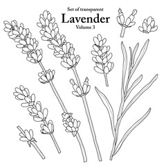 A series of isolated flower in cute hand drawn style. Lavender in black outline on transparent background. Drawing of floral elements for coloring book or fragrance design. Volume 3.