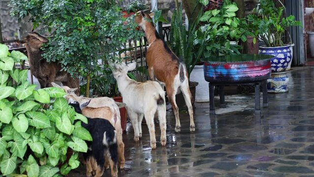 Goats Munching on House Plants