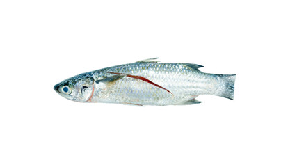 Fresh mullet fish prepared for cooking