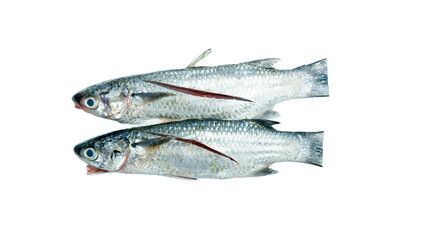 Two grey mullet fish on white