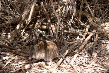 The Long-nosed Potoroos have a brown to grey upper body and paler underbody. Long-nosed Potoroos have a long nose that tapers with a small patch of skin extending from the snout to the nose. - obrazy, fototapety, plakaty