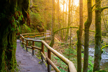A serene walking path with a wooden railing winds through a lush gorge, bathed in the golden light of sunset. Bohemian Switzerland National Park, Czech Republic - 774648722