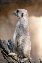 Meerkats take turns standing in a raised lookout position above the burrows so they can see...