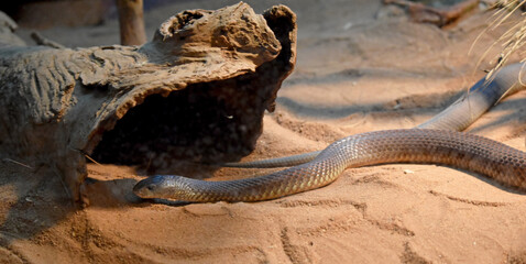 Mulgas are a highly venomous snake and their venom is produced in huge quantities! A large mulga...