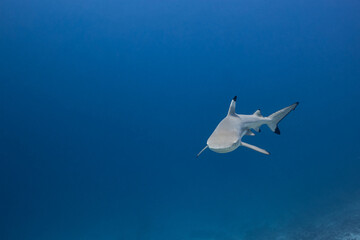 Carcharhinus melanopterus Blacktip reef shark swimming in blue ocean