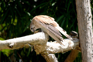 The Nankeen Kestrel is a slender falcon and is a relatively small raptor