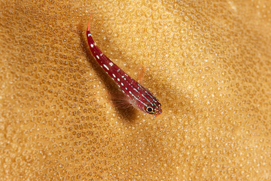 Eviota sebreei Sebree's pygmy goby on coral ball