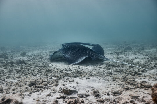 Stingray dasyatis pastinaca swimming on coral reef
