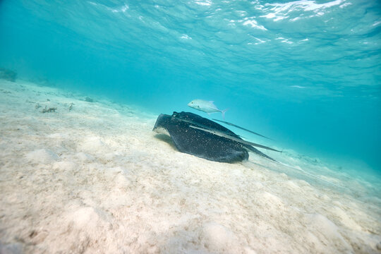 Stingray dasyatis pastinaca swimming on sandy floor