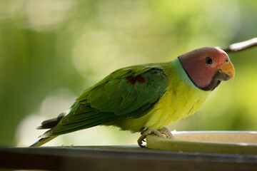 The plum-headed parakeet is a mainly green parrot. The male has a red head which shades to purple-blue on the back of the crown, nape and cheeks,