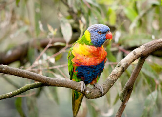 Obraz premium The rainbow lorikeet has a bright yellow-orange/red breast, a mostly violet-blue throat and a yellow-green collar.