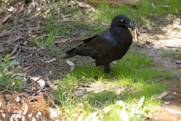 The Australian raven is an all black-bird with a black beak, mouth and tongue and sturdy black or grey-black legs and feet.