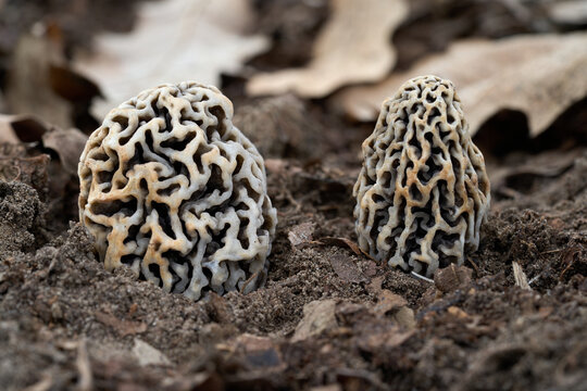 Morchella vulgaris mushroom on the ground. Wild gray-brown mushrooms in deciduous forest.