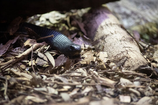 the red bellied black snake is poisonous and can kill humans