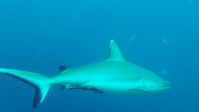 Grey Reef shark patrolling the reef accompanied by a remora. Camera zooms slightly in, shark turns away. Blue water.