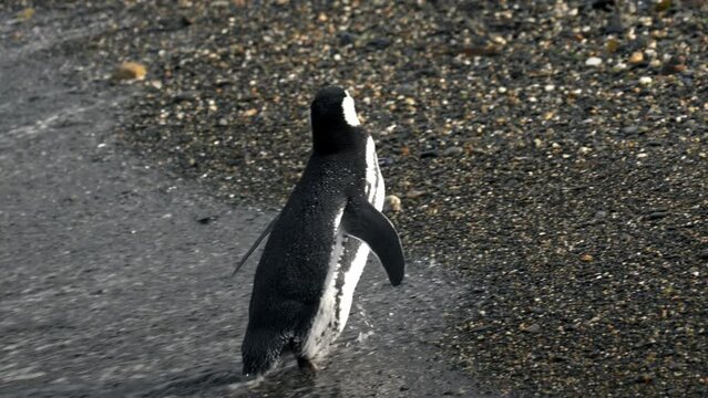 Magellanic penguin going out of the water and being hit by a wave in Isla Martillo, Ushuaia, Argentina.