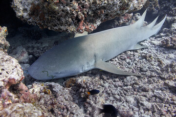 Ginglymostoma cirratum nurse shark in ocean
