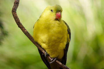The male Regent Parrot has a general yellow appearance with the tail and outer edges of the wings being dark blue-black.