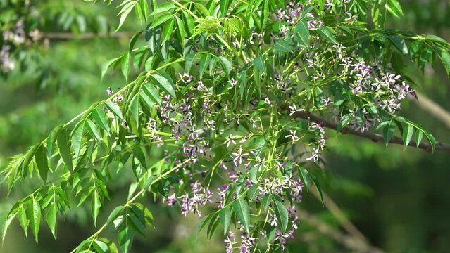 Melia azedarach, commonly known as the chinaberry tree, pride of India, bead-tree, Cape lilac, syringa berrytree, Persian lilac, Indian lilac, or white cedar, 4k footage