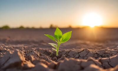 plant growing in the ground
