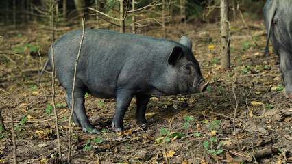 A Vietnamese pot-bellied pig stands in a grassy field, showing off its black skin, adorable muzzle and small size. A piglet in natural conditions.