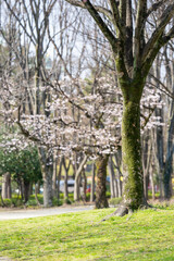 Fototapeta na wymiar Scenery of taking a walk before the cherry blossoms bloom at the cherry blossom necklace in Inazawa City, Aichi Prefecture 愛知県名古屋市の名城公園を桜の開花前に散歩する風景