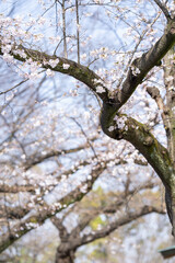 Scenery of taking a walk before the cherry blossoms bloom at the cherry blossom necklace in Inazawa City, Aichi Prefecture 愛知県名古屋市の名城公園を桜の開花前に散歩する風景