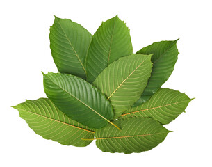 Mitragyna speciosa, kratom leaves isolated on white background. Top view