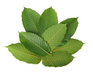 Mitragyna speciosa, kratom leaves isolated on white background. Top view