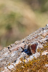 Camberwell beauty butterfly in the sunshine on a mossy tree log