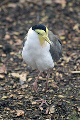 masked lapwing bird