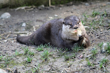 river otter, Lutra lutra