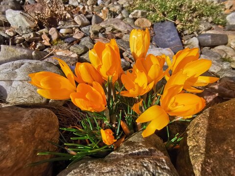 yellow crosus flowers
