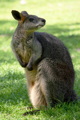 The swamp wallaby has dark brown fur, often with lighter rusty patches on the belly, chest and base of the ears.