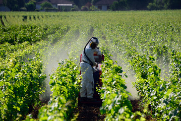 Beaune, Cote de Beaune, Cote d'Or, Burgundy, France, Europe - preventive spray for pests, vineyards...