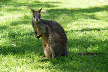The swamp wallaby has dark brown fur, often with lighter rusty patches on the belly, chest and base...