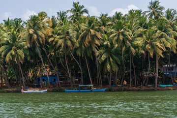 A dense grove of coconut palm trees along the banks of the Honnavar backwaters on the Sabarmati River, with small colorful boats moored near rustic houses, creating a vibrant and serene tropical scene