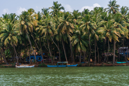 A dense grove of coconut palm trees along the banks of the Honnavar backwaters on the Sabarmati River, with small colorful boats moored near rustic houses, creating a vibrant and serene tropical scene