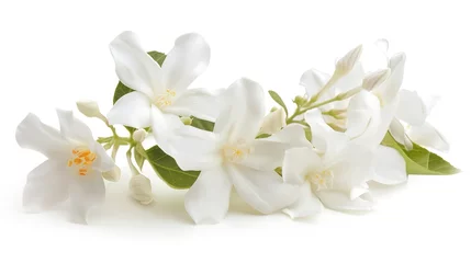 Poster Jasmine flower isolated on white background white terry jasmine flowers  ,Generative ai,  © curek