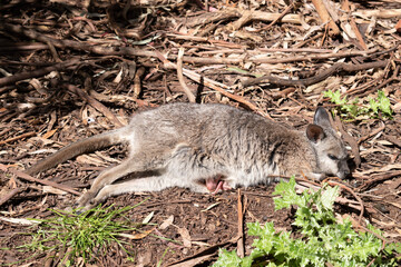 this is a side view of a tammar wallaby with a very young joey in her pouch