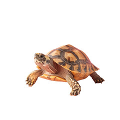 Naklejka premium A turtle sitting on top of a piece of wood