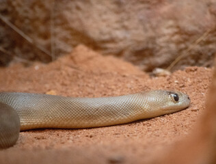 Fototapeta premium The Woma snake is grey-brown or golden-brown python on its back with dark brown bands across its body and a yellow or white belly.