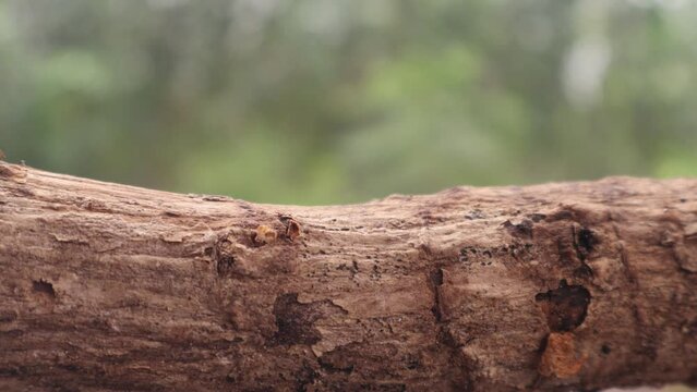 Cyphochilus Beetle crawling on brach