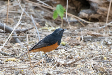 Black redstart or Phoenicurus ochruros observed in Jhalana in Rajasthan, India