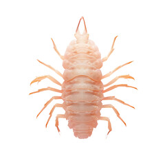 Obraz premium A pink bug with slender limbs and a lengthy appendage