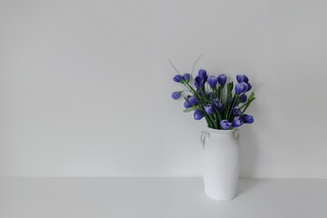 Beautiful elegant floral composition with blue crocus flowers in vase on white wall background,...