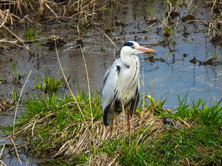 heron