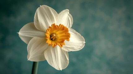 Fototapeta premium A tight shot of a white bloom featuring a yellow stamen at its core